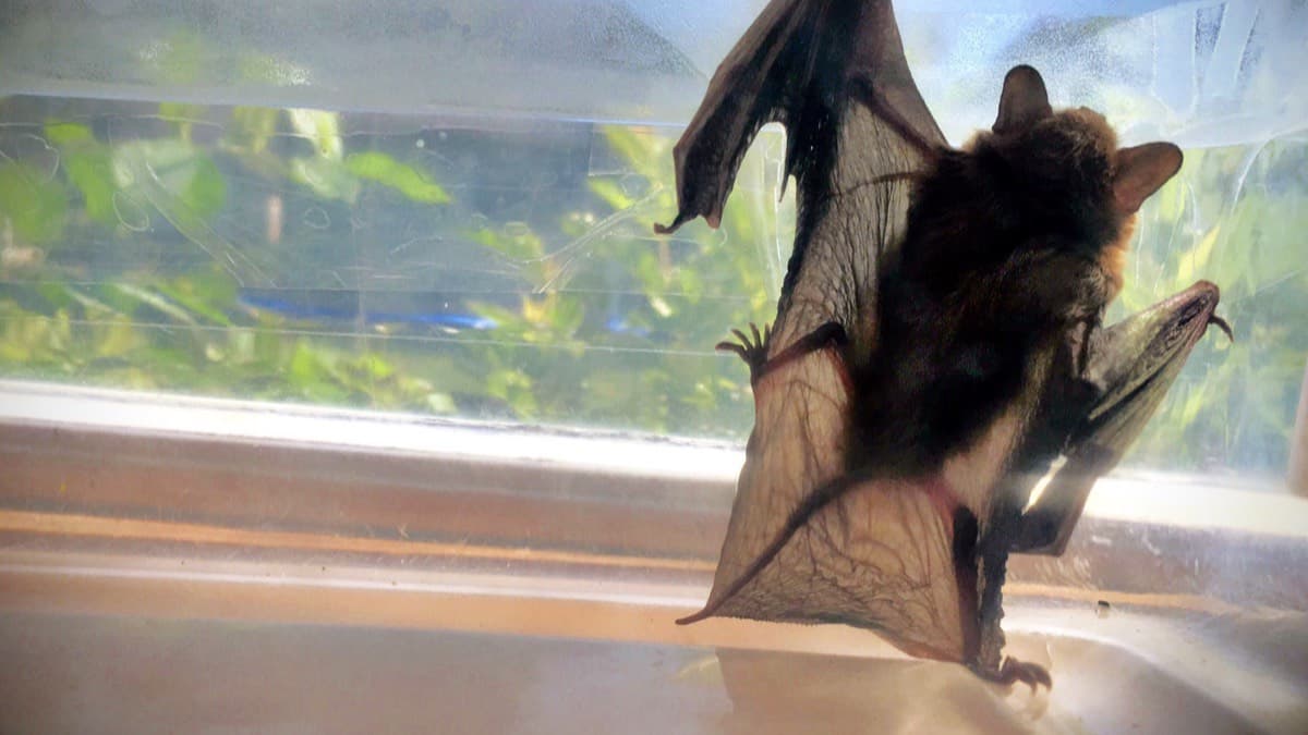 A small brown bat clinging to clear plastic in front of a sunny window
