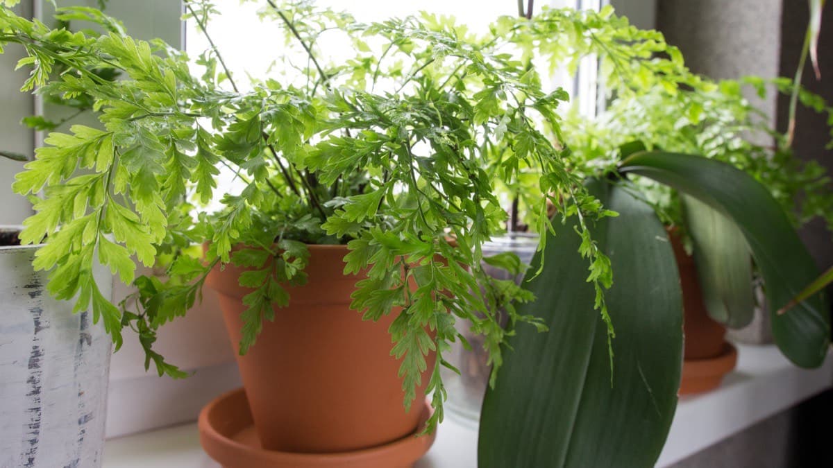 A fern and other leafy plants in terracotta pots on a bright windowsill indoors