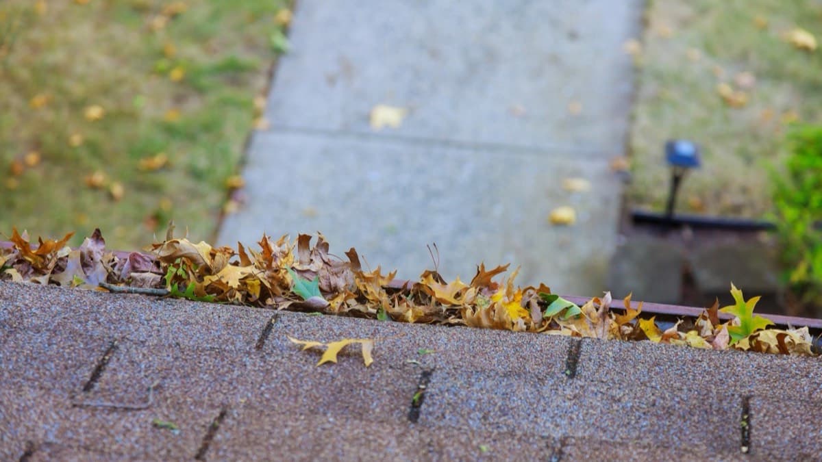 A rain gutter along a shingled roof edge packed with fallen autumn leaves, a front walk and lawn below