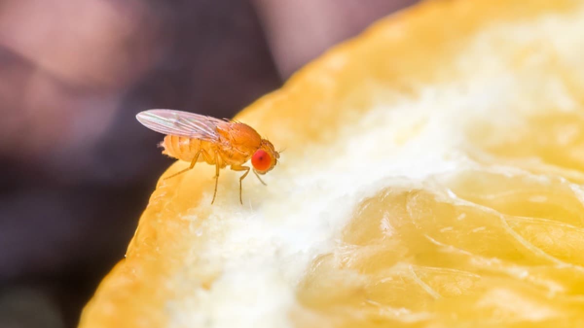 A close-up of a small fruit fly with red eyes perched on a cut slice of citrus fruit