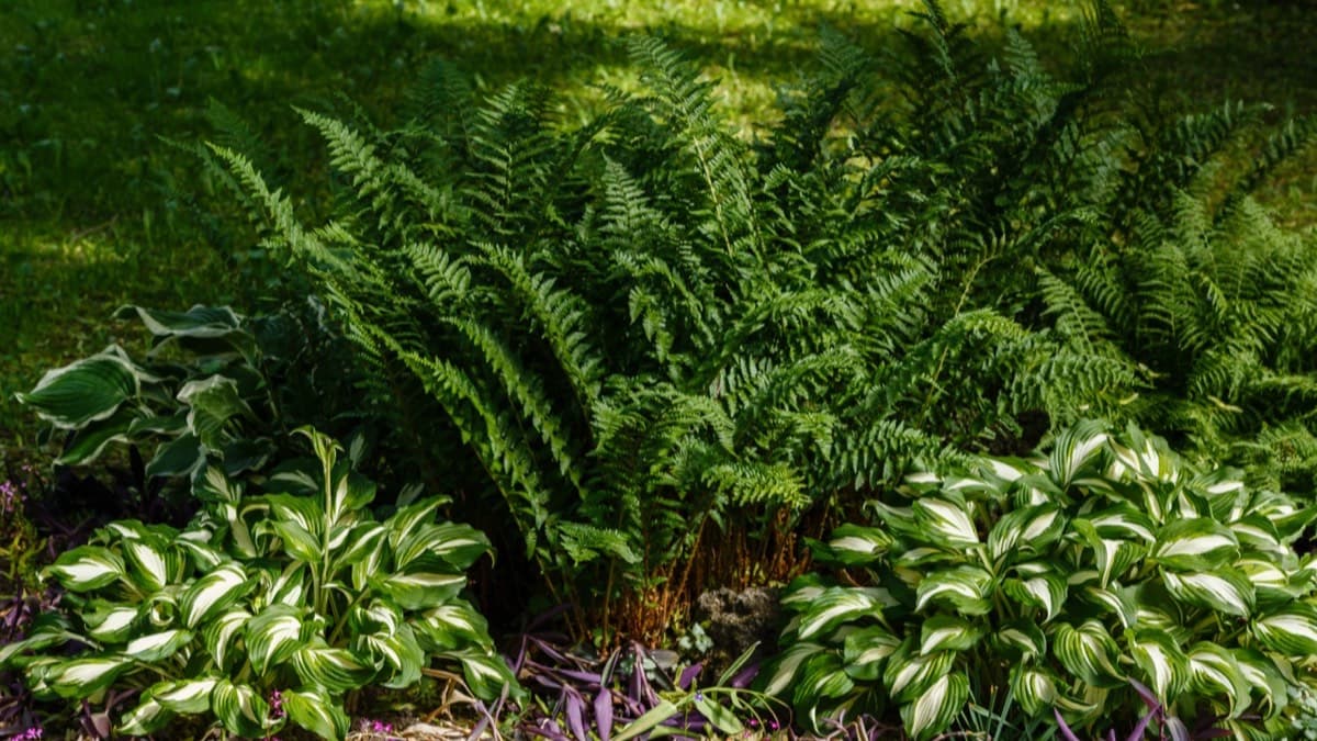 A shady garden bed of tall ferns and white-edged hostas at the edge of a lawn