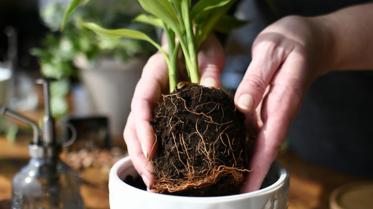 Hands lowering a small plant with its roots wrapped around the soil into a white ceramic pot