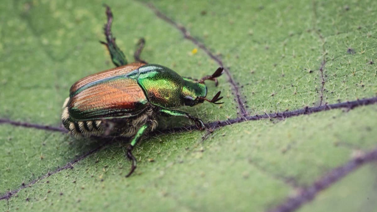A Japanese beetle with a green head and copper wing covers on a leaf