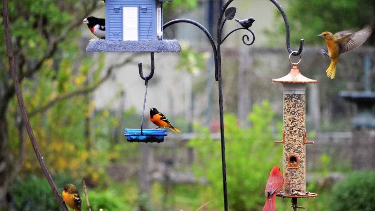 Backyard bird feeders on a hook pole with a cardinal and orioles feeding