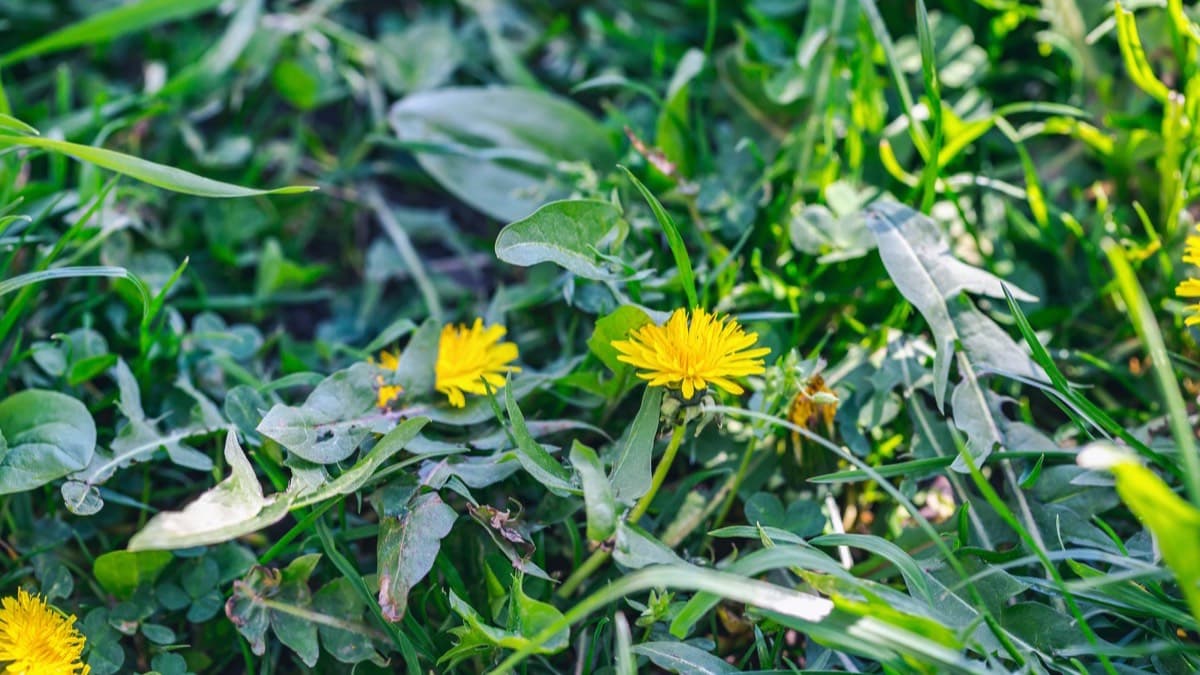 Dandelions and broadleaf weeds growing up through lawn grass