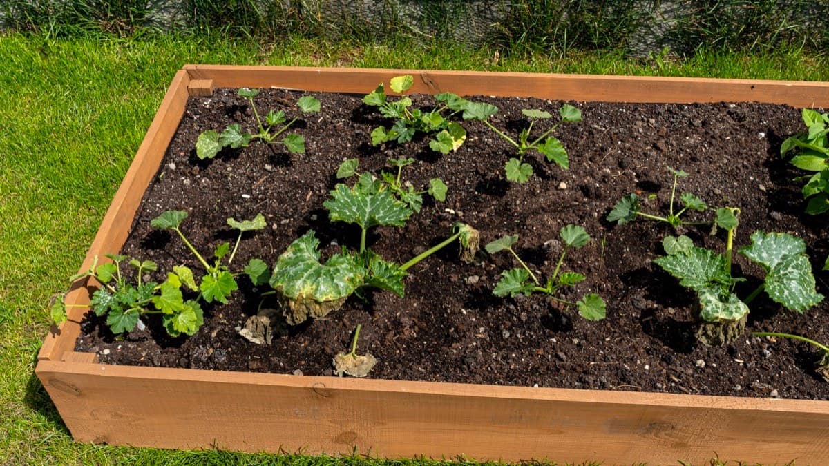 A wooden raised garden bed of dark fresh soil with young plants, set on a lawn