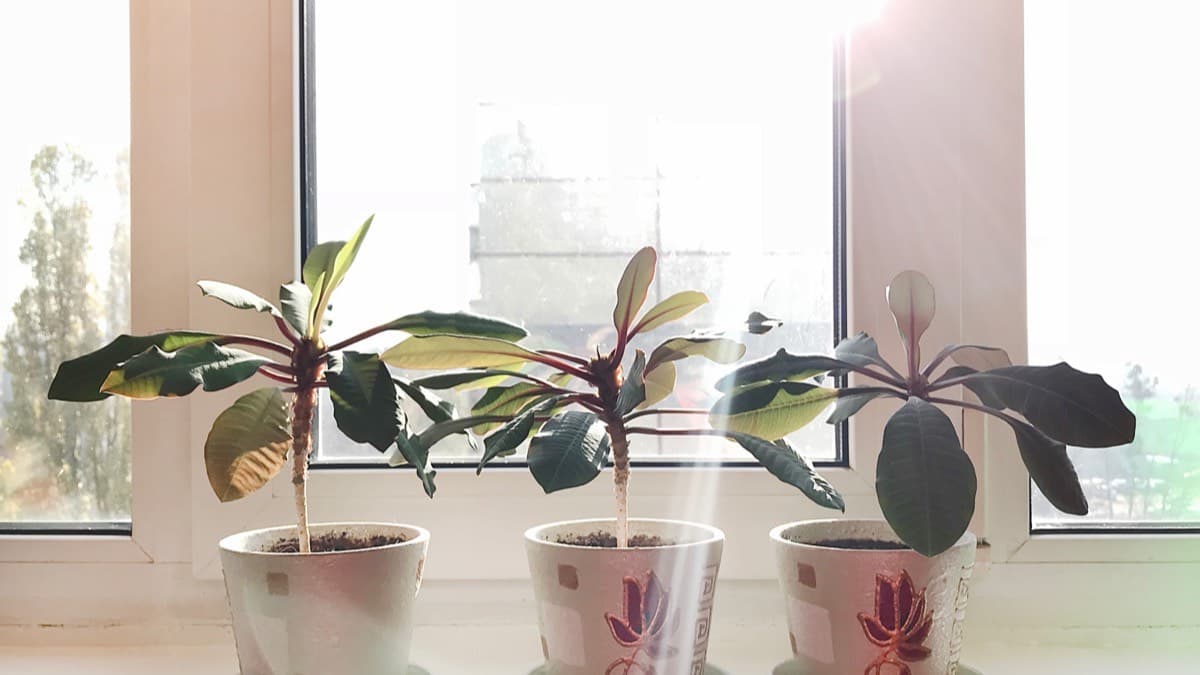 Three potted houseplants on a bright, sunlit windowsill