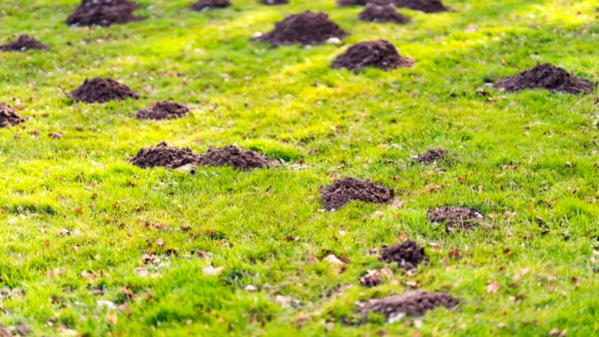 Fresh molehills of loose soil scattered across a green lawn