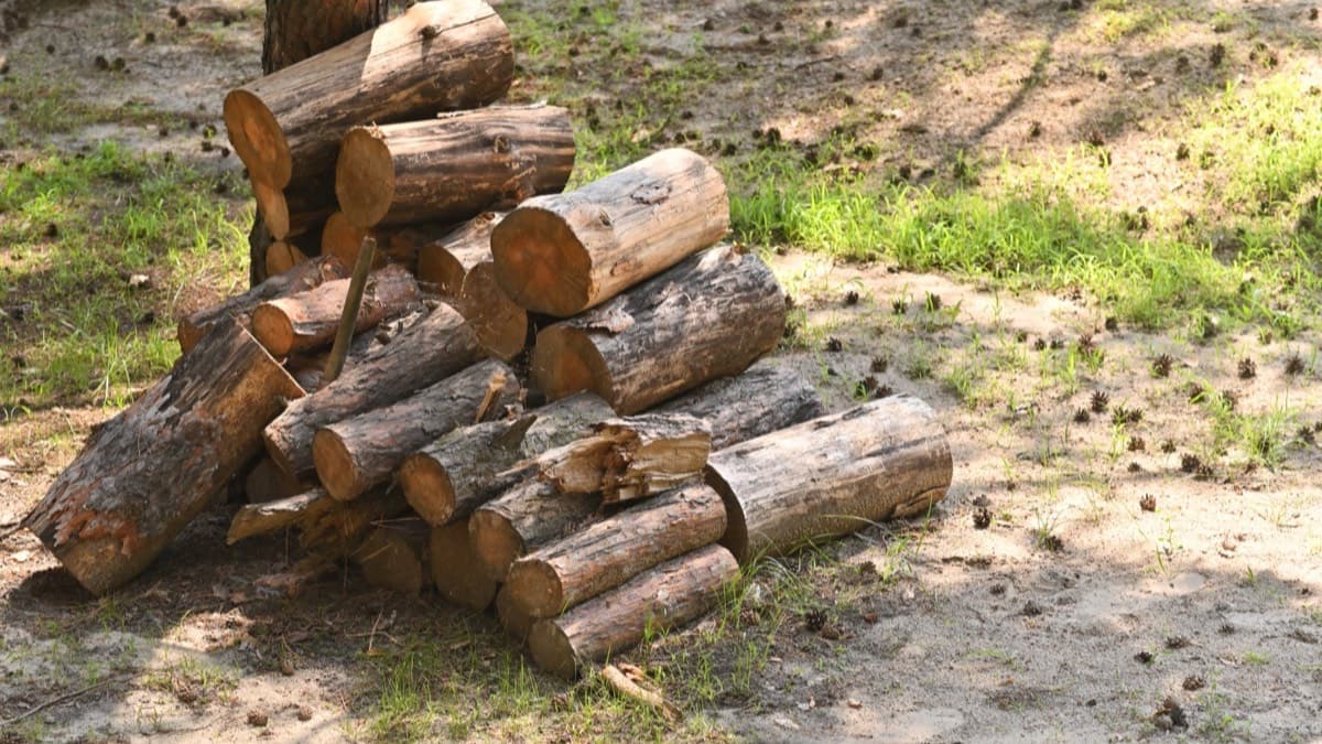 A pile of cut firewood logs in a sunny forest clearing