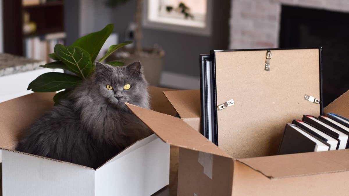 A gray long-haired cat sitting inside a cardboard moving box