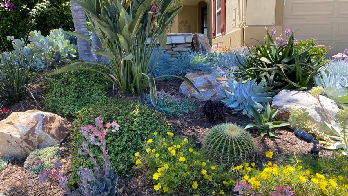 A front yard planted with drought-tolerant succulents, cacti and flowering ground cover