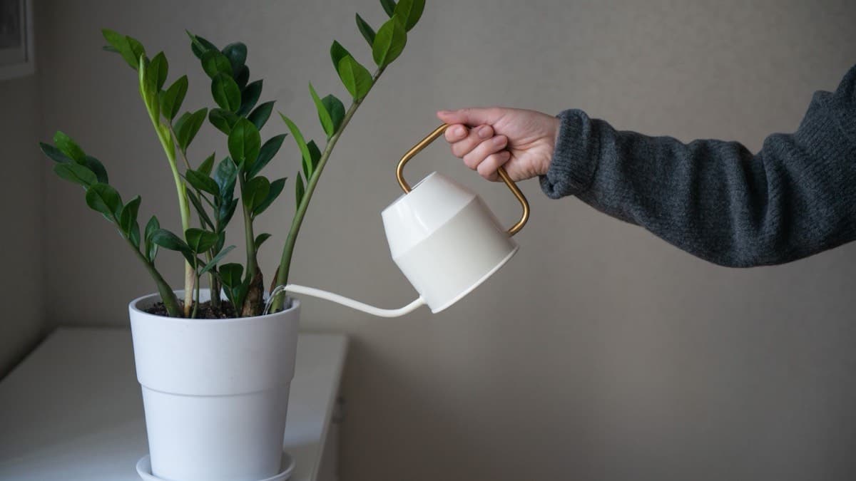 A hand pouring water from a white watering can into a potted ZZ plant