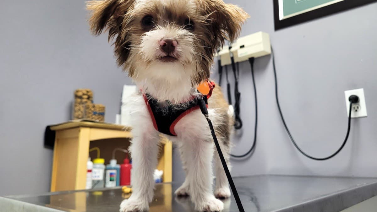 A small fluffy dog in a harness standing on a steel exam table at a veterinary office