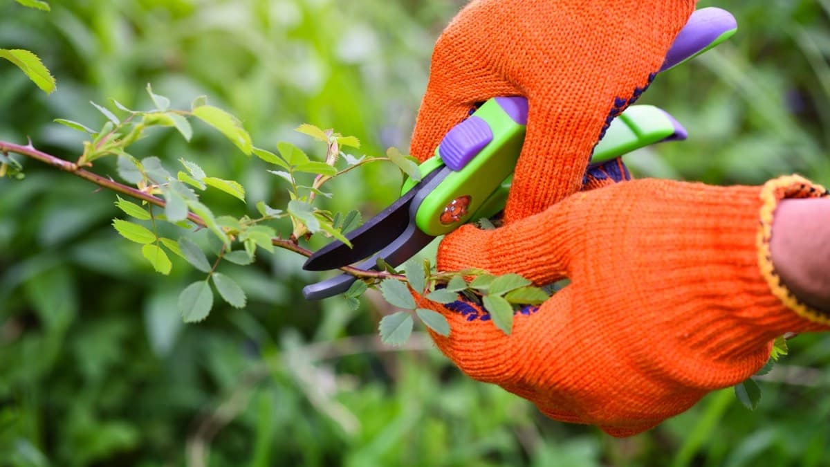 Hands in orange gloves cutting a shrub stem with hand pruners