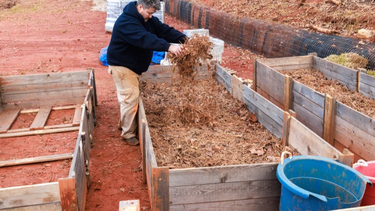 A man spreading leaf mulch over emptied raised garden beds in late fall