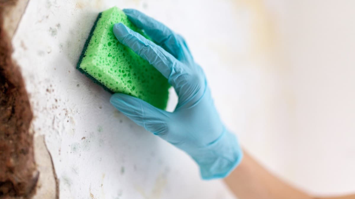 A hand in a disposable glove scrubbing mold spots off a wall with a green sponge