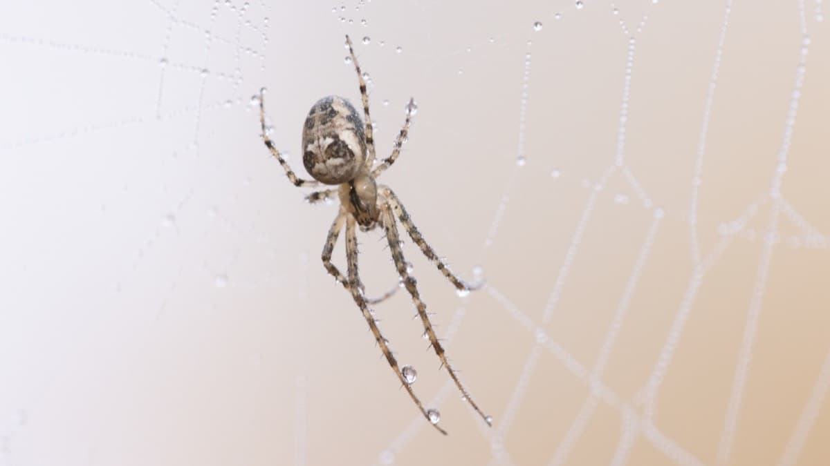 A small spider hanging in a dew-covered web