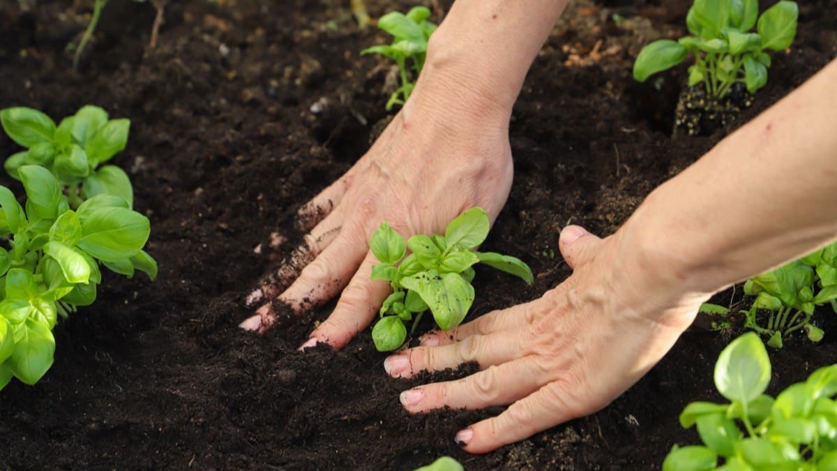Hands pressing soil around young basil seedlings in a dark garden bed