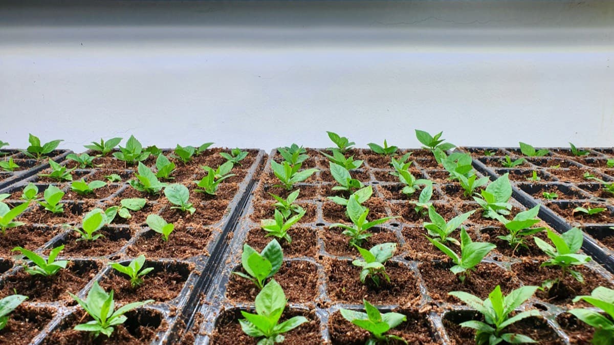 Rows of young seedlings in cell trays under bright LED grow lights