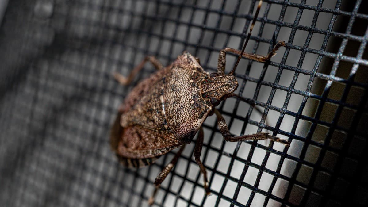 A brown marmorated stink bug crawling on a window screen