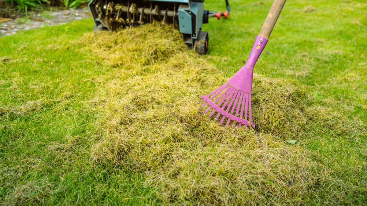 Raked-up thatch piled on a lawn beside a dethatching machine and a rake