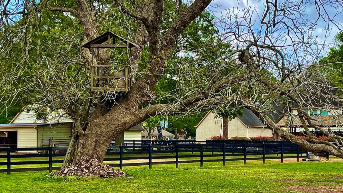 A large old tree with dead limbs reaching toward the houses behind a fenced lawn