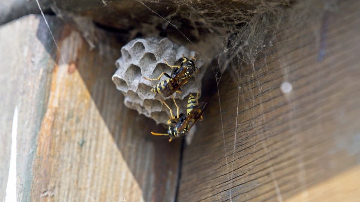 Two paper wasps on a small paper nest under a wooden eave
