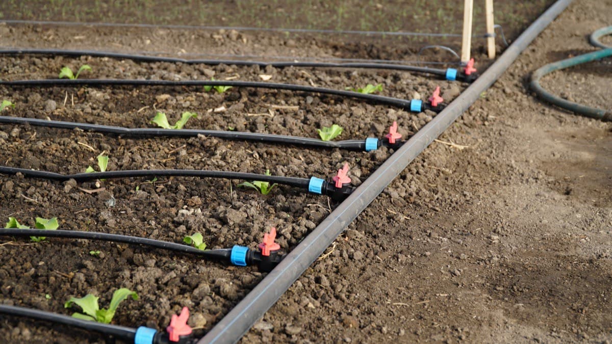 Drip lines branching off a supply tube along rows of young vegetable seedlings